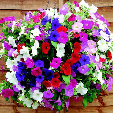 Hybrid Trilogy Custom Mix Spreading Petunia Seeds